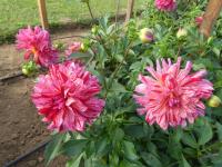 Jiřinka 'Mingus Tony' (Dahlia)