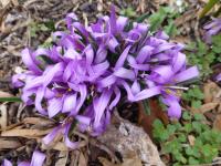 Ocúnovec jarní (Colchicum bulbocodium)