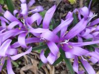 Ocúnovec jarní (Colchicum bulbocodium)