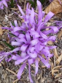 Ocúnovec jarní (Colchicum bulbocodium)