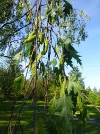 Bříza bělokorá 'Dalecarlica' (Betula pendula)