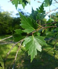 Bříza bělokorá 'Birkalensis' (Betula pendula)