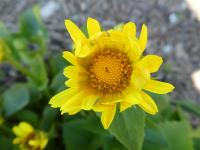 Kamzičník východní 'Leonardo Compact' (Doronicum orientale)