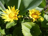 Kamzičník východní 'Leonardo Compact' (Doronicum orientale)