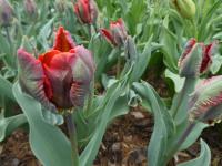 Tulipán 'Blumex' - Papouškovité tulipány (Tulipa)