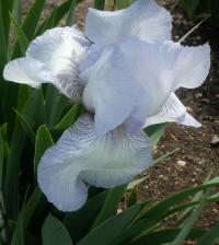 Kosatec 'English Cottage' - Vysoké bradaté kosatce (Iris)