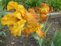 Kosatec 'Copper Capers' - Vysoké bradaté kosatce (Iris)