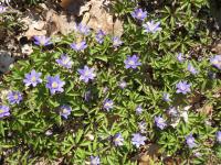 Sasanka hajní 'Royal Blue' (Anemone nemorosa)