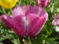 Tulipán 'Hotpants' - Triumph tulipány (Tulipa)