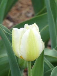 Tulipán 'Orleans' - Triumph tulipány (Tulipa)