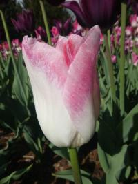 Tulipán 'Takahashi' - Triumph tulipány (Tulipa)