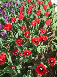 Tulipán 'Ile de France' - Triumph tulipány (Tulipa)