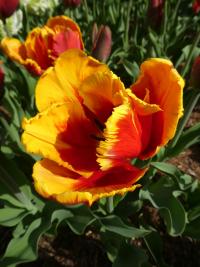 Tulipán 'Bright Parrot' - Papouškovité tulipány (Tulipa)