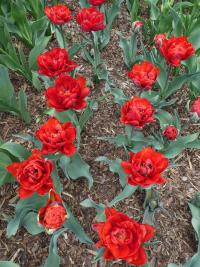 Tulipán 'Red Princess' - Plné pozdní tulipány (Tulipa)
