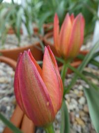 Tulipán 'Little Princess' - Ostatní botanické tulipány (Tulipa)