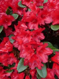 Pěnišník Forrestův 'Rotkäppchen' (Rhododendron forrestii)