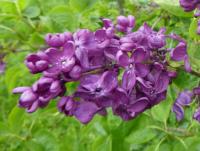 Šeřík obecný 'Agincourt Beauty' (Syringa vulgaris)