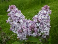 Šeřík obecný 'Ambassadeur' (Syringa vulgaris)