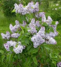 Šeřík obecný 'Ambassadeur' (Syringa vulgaris)