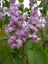 Šeřík obecný 'Belle de Nancy' (Syringa vulgaris)