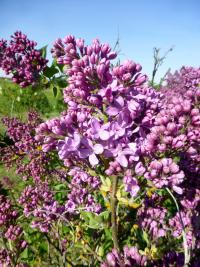 Šeřík obecný 'Capitaine Baltet' (Syringa vulgaris)