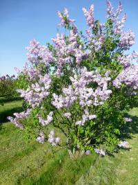 Šeřík obecný 'Catinat' (Syringa vulgaris)