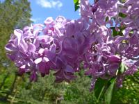 Šeřík obecný 'Descartes' (Syringa vulgaris)