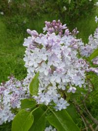 Šeřík obecný 'Dwight D Eisenhower' (Syringa vulgaris)