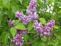 Šeřík obecný 'Emile Lemoine' (Syringa vulgaris)