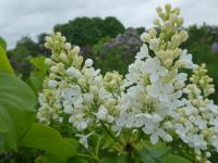 Šeřík obecný 'Excellent' (Syringa vulgaris)