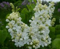Šeřík obecný 'Excellent' (Syringa vulgaris)