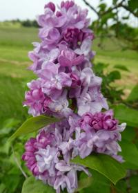Šeřík obecný 'Katherine Havemeyer' (Syringa vulgaris)