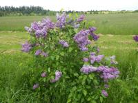 Šeřík obecný 'Kosmos' (Syringa vulgaris)