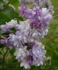 Šeřík obecný 'Leon Gambetta' (Syringa vulgaris)