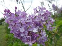 Šeřík obecný 'Madame Leon Simon' (Syringa vulgaris)
