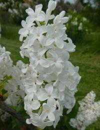 Šeřík obecný 'Monument' (Syringa vulgaris)