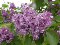 Šeřík obecný 'Nebo Moskvy' (Syringa vulgaris)