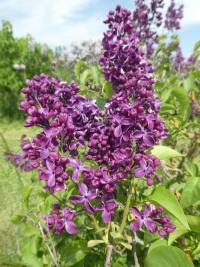 Šeřík obecný 'Night' (Syringa vulgaris)