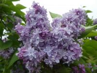 Šeřík obecný 'P P Konchalovskij' (Syringa vulgaris)