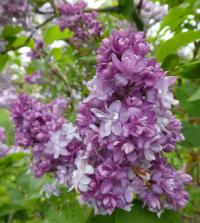 Šeřík obecný 'P P Konchalovskij' (Syringa vulgaris)