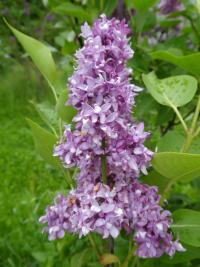 Šeřík obecný 'Pierre Joigneaux' (Syringa vulgaris)