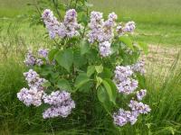 Šeřík obecný 'Pomorzanka' (Syringa vulgaris)
