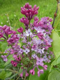 Šeřík obecný 'President Harding' (Syringa vulgaris)