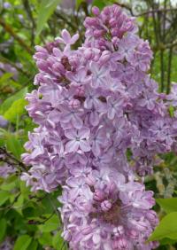 Šeřík obecný 'President Lebrun' (Syringa vulgaris)