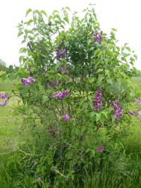 Šeřík obecný 'Ruskaja Pesnja' (Syringa vulgaris)