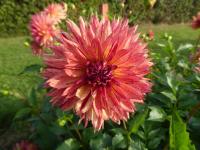 Jiřinka 'Colwood Scheri' (Dahlia)