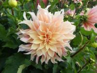 Jiřinka 'Labyrinth' (Dahlia)