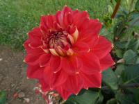 Jiřinka 'Jowey Cherbourg' (Dahlia)