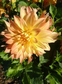 Jiřinka 'Jubileja' (Dahlia)