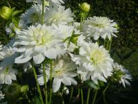 Jiřinka 'Karma Maarten Zwaan' (Dahlia)